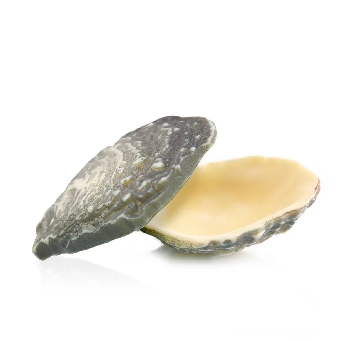Dobla Chocoladedecoratie Oester (12 stuks)