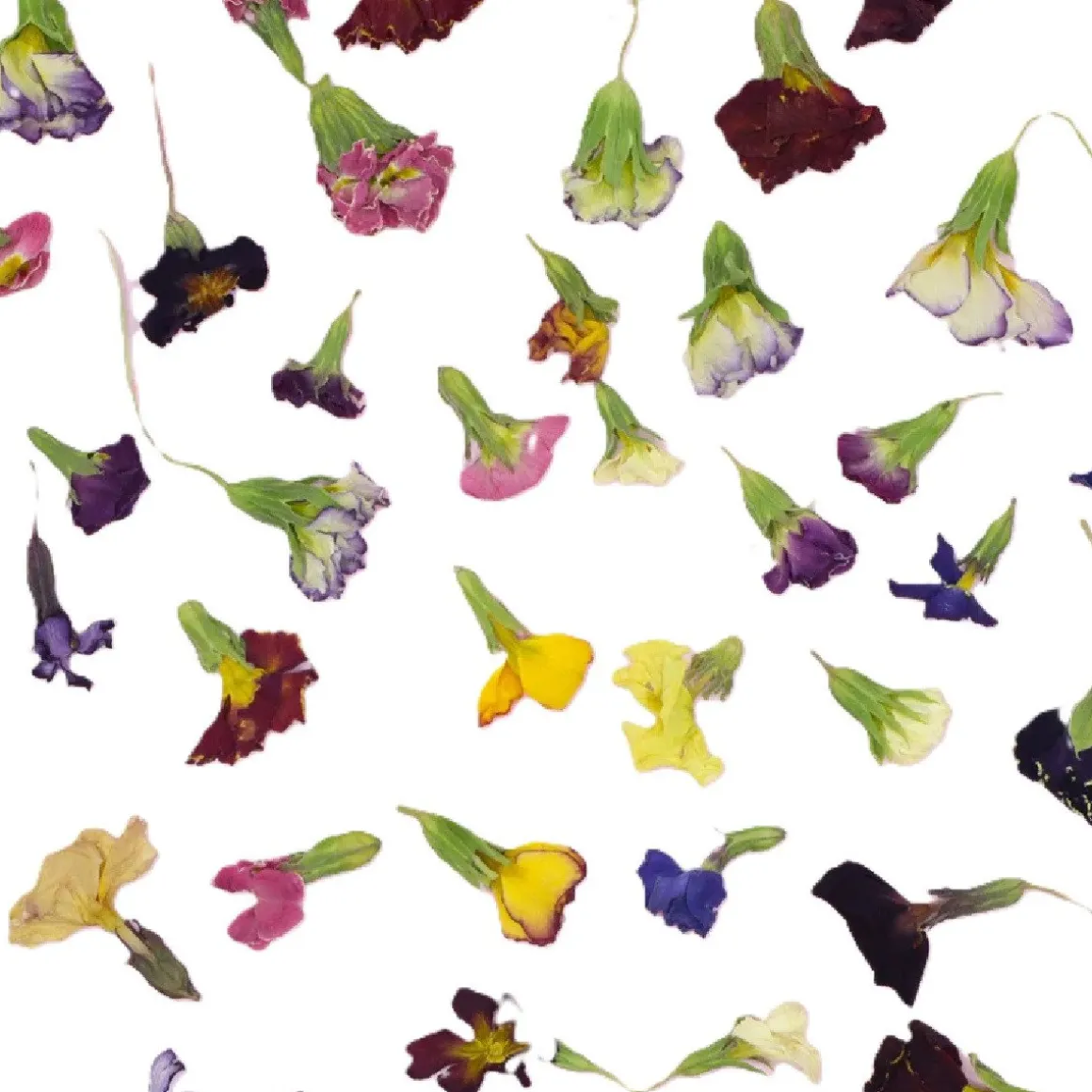 Eetbare Gedroogde Primula (50 stuks)