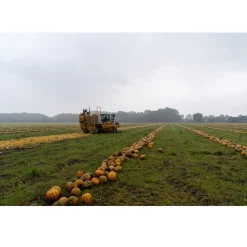 Nederlandse Pompoenpitten Caramel Zeezout 150g