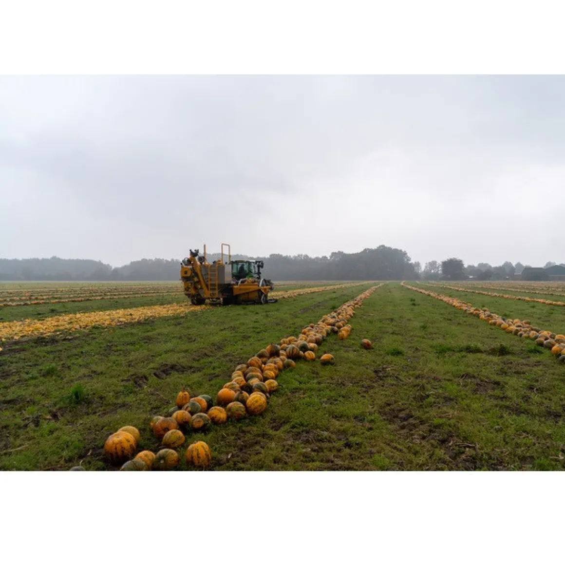 Nederlandse Pompoenpitten Geroosterd 150g