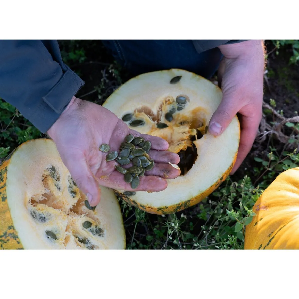 Nederlandse Pompoenpitten Geroosterd & Gezouten 150g