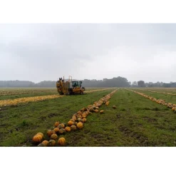 Nederlandse Pompoenpitten Naturel 250g