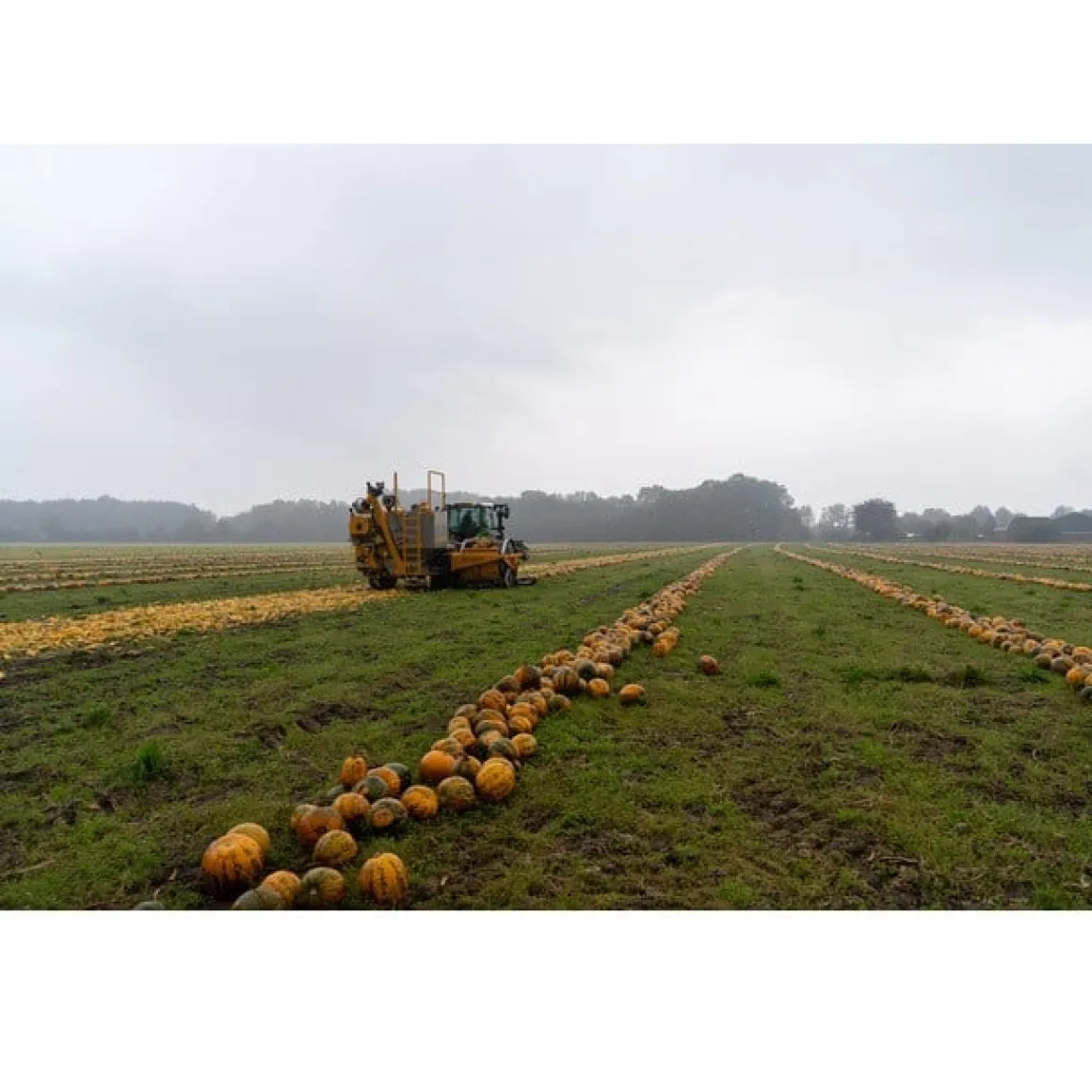 Nederlandse Pompoenpitten Naturel 250g