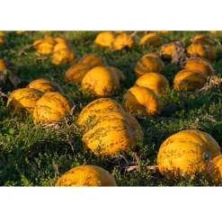 Nederlandse Pompoenpitten Naturel 1kg